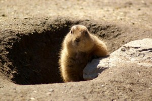 Groundhogs repeat their shadow finding