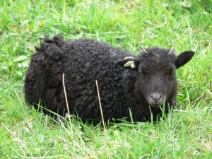 God's Promise For Your Little Black Sheep