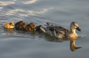 Give God time to get the right ducks in a row while you sit in your crucible of refinement.