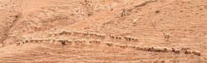 Not much lush, abundant grass grows in Israel in the dry season. God leads us to where we can find the green grass we need so we can survive every day 