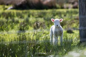 The Shepherd takes care of His sheep. We are safe and comforted by His staff and rod.