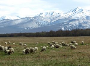 Jacob was blessed with many sheep and lots of land. 