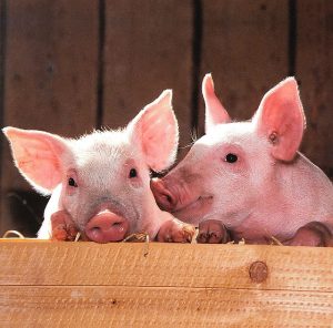God changed His diet rules In Acts 10 and now we are allowed to eat bacon.