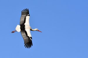 Besides bacon, storks and other carnivorous birds were not allowed to be eaten.