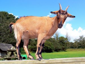 On Yom Kippur, the high priest sacrificed a goat to atone for the sins of the people while a second goat was used as a scapegoat by taking the sins of the people away.