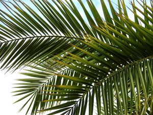 Palm fronds and other tree branches are waved during the Feast of Tabernacles, the festival when Jesus' birthday may have occurred.