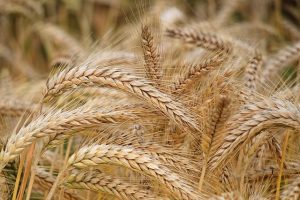 A grain offering was given voluntarily by the Jews as an act of worship and thankfulness to God.