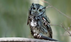 Lilith is depicted as a screech owl in the more traditional Bible translations.