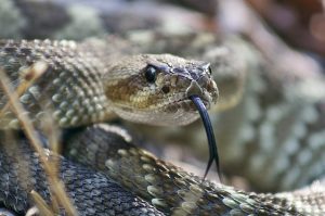 God caused serpents to bite the Israelites because of their rebellion to Him.