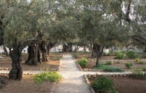 Garden of Gethsemane