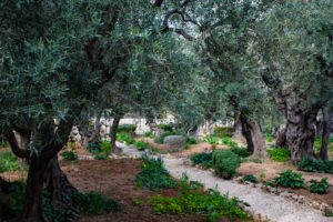 Jesus prayed in the Garden of Gethsemane the night He was arrested.