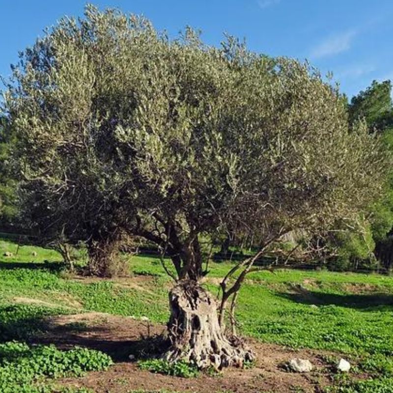 The Symbolic Meanings of 7 Trees in the Bible