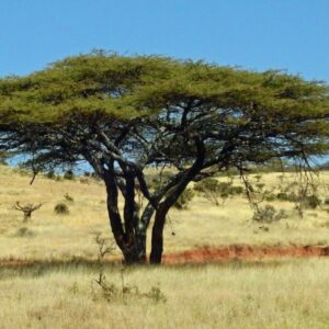 Acacia Tree