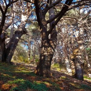 Cedar of Lebanon Tree