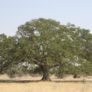 Sycamore Tree