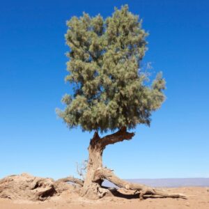 Tamarisk Tree