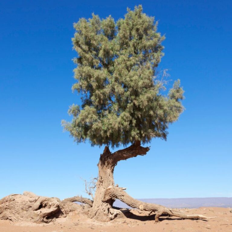 The Symbolic Meanings of 7 Trees in the Bible