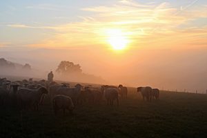 In Psalm 23, God promises to lead to you to the light after you pass through the valley of darkness.