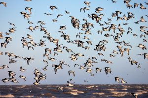 Birds and weather make up the first heaven.