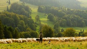 The shepherds at Jesus' birth were not poor, dirty sheep farmers, but Temple priests preparing the sheep for sacrifice.