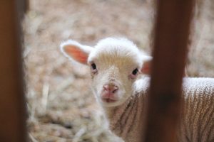 Jesus is the holy Lamb of God who came to die for our sins.