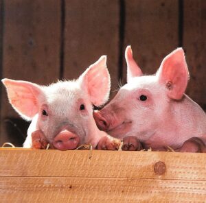 In Mosaic Law, bacon is definitely off the menu.