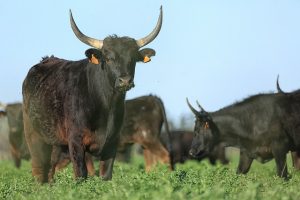 On Yom Kippur, the high priest sacrificed a bull to atone for his sins and the sins of his household.