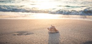 Picture of a beach with a seashell: We know the two kingdoms of Israel have not yet been reunited because the descendants of Abraham are not yet the multitude of the world.