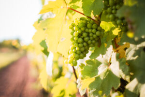 God's will is that we produce good fruit in our lives.