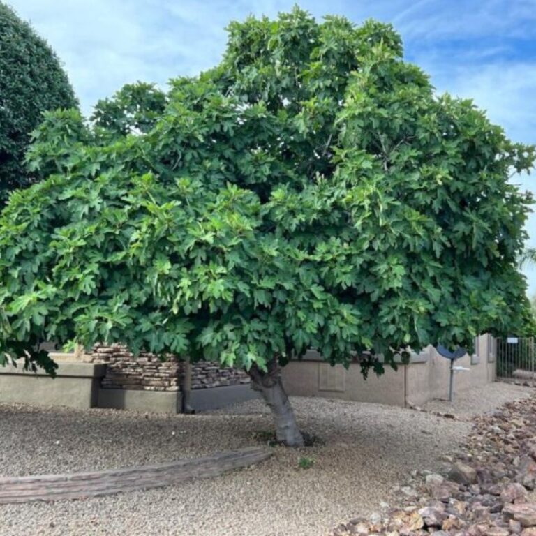 The Symbolic Meanings of 7 Trees in the Bible
