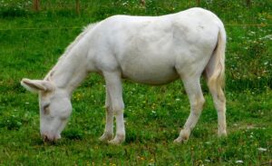 Jesus rode a white donkey into Jerusalem on Palm Sunday in fulfillment of Old Testament prophecy.