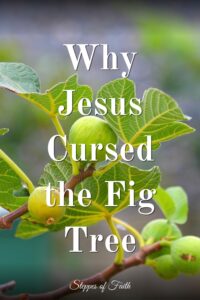 "Why Jesus Cursed the Fig Tree" by Steppes of Faith